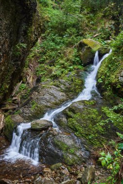 Yaz sonu manzarası. Ormanda bir şelale var.
