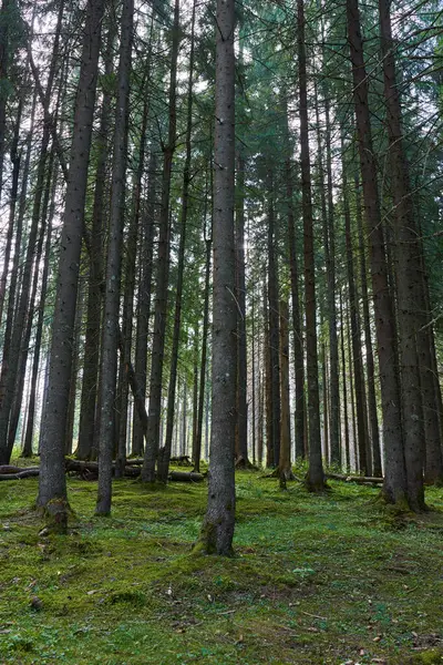 Dağlar ve yürüyüş yolları yaz mevsiminde pitoresk bir yerde