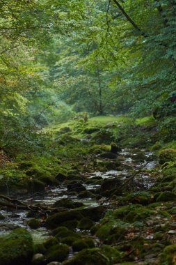 Kalın ormanlarda yosun kaplı kayalarla kaplı bir vadide nehir manzarası.