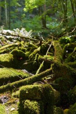 Kalın ormanlarda yosun kaplı kayalarla kaplı bir vadide nehir manzarası.