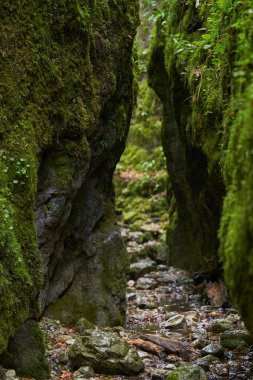 Kalın ormanlarda yosun kaplı kayalarla kaplı bir vadide nehir manzarası.