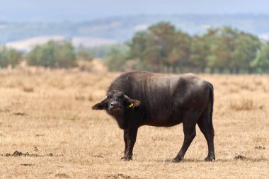 Gündüz vakti çayırlarda otlayan siyah bufalo. 