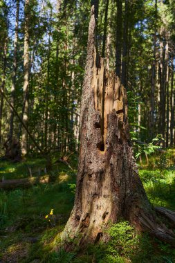 Yazın sonunda ormanda çam ağacı kütüğü.