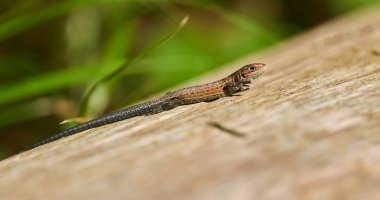 Macro shot of a little colorful lizard climbing on a tree bark clipart