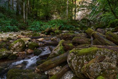 Yaz mevsiminde, sık ormanlarda bir nehirle gündüz manzarası 