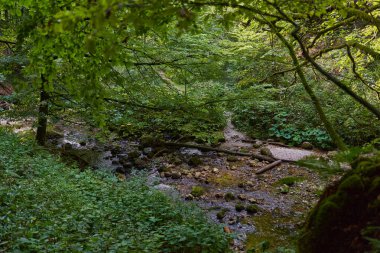 Kalın ormandaki bir nehirle yaz manzarası