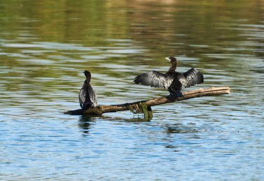 Geniş bir nehirdeki bir dala tünemiş genç karabataklar.