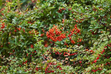 Sonbaharın başlangıcında olgun bir yaban gülü çalısı.