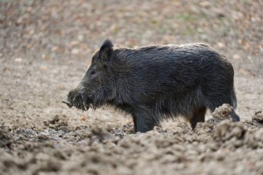 Gündüz vakti ormandaki çamurla kaplı pis yaban domuzu manzarası.