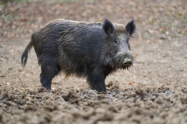 Ormanda kök salmış çamurla kaplı pis yaban domuzu.