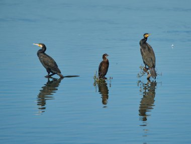 Nehrin ortasındaki ağaç dallarına tünemiş karabataklar.