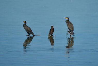 Nehrin ortasındaki ağaç dallarına tünemiş karabataklar.