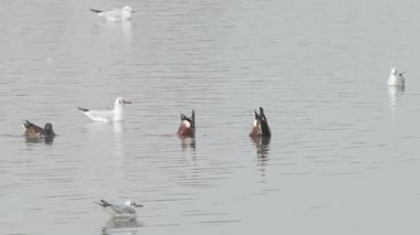Kuzeyli kürekçi ördekler nehirde yüzüyor ve yiyecek arıyor. Ardından fırsatçı martılar geliyor.