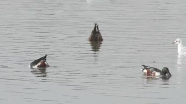 Kuzeyli kürekçi ördekler nehirde yüzüyor ve yiyecek arıyor. Ardından fırsatçı martılar geliyor.