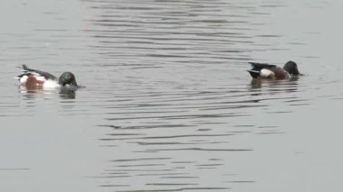 Kuzeyli kürekçi nehirde ördek yüzüyor ve yiyecek arıyor.