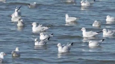 Büyük bir nehirde yüzen su kuşları sürüsü