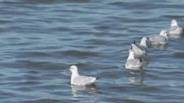 Büyük bir nehirde yüzen su kuşları sürüsü