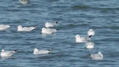 Büyük bir nehirde yüzen su kuşları sürüsü