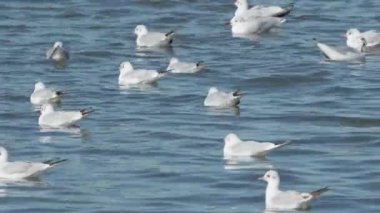 Büyük bir nehirde yüzen su kuşları sürüsü