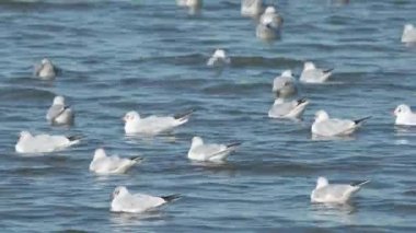 Büyük bir nehirde yüzen su kuşları sürüsü