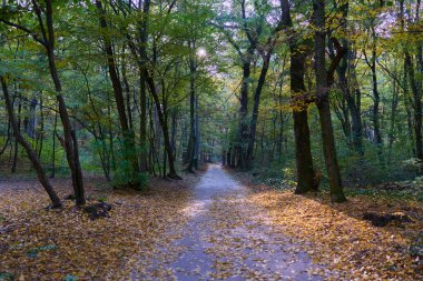 Sonbaharın sonunda yaprakları dökülen ve ormanı olan güpegündüz park manzarası