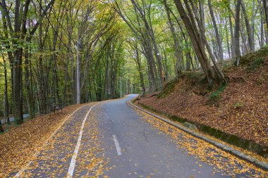 Sonbaharın sonunda yapraklar ve ormanlarla dolu bir parkta.