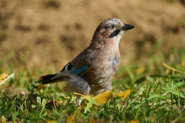 Yetişkin Avrasyalı Jay, Garrulus Glandarius, güneşli bir günde yerde.