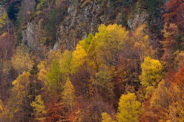 Sonbahar rengarenk tonlarında ağaçlarla dolu bir dağ uçurumu.