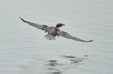 Pigme karabatağı, Microcarbo pygmeus, büyük bir nehirde su seviyesinde uçuyor. 