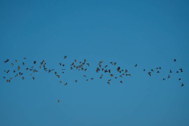 Mavi gökyüzünde zarif bir şekilde uçan bir güvercin sürüsü hareket halindeki vahşi yaşamın güzelliğini gözler önüne seriyor.