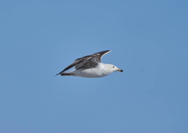Bir martı açık mavi gökyüzünde süzülür ve kanatları açılır.