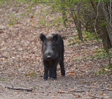 Wild boar standing in a forest clearing, surrounded by trees and foliage
