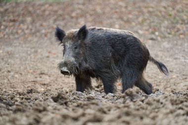 Wild boar rooting in the soil while foraging in a forest clearing