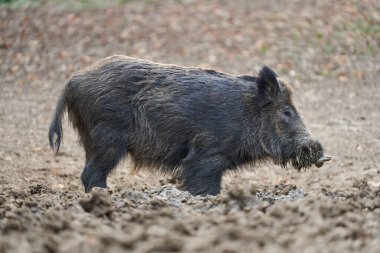 Wild boar rooting in the soil while foraging in a forest clearing