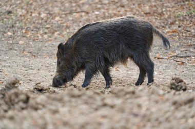 Wild boar rooting in the soil while foraging in a forest clearing