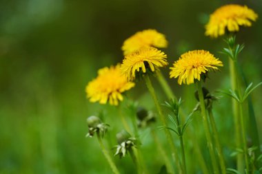 Yeşil bir çayırda çiçek açan sarı karahindibaların yakın plan fotoğrafı.