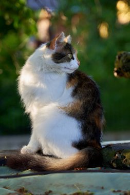 Yeşil gözlü tüylü bir yavru kedi sıcak güneş ışığında dışarıda oturuyor ve dikkatle uzaklığa bakıyor.