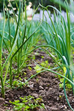 Toprakları ve yeşil yaprakları olan ekili bir bahçede soğan yetiştiriyorlar.