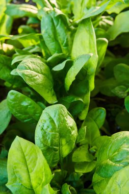 Yeşillik, yeşil ıspanak bitkilerinin doğal güneş ışığı altında yetiştirilmiş bir bahçede yakın plan görüntüsü.