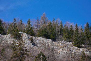 Kayalık yamaçlarda her yer yemyeşil ve açık mavi gökyüzünün altında huş ağaçları.