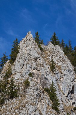 Kayalık yamaçlarda her yer yemyeşil ve açık mavi gökyüzünün altında huş ağaçları.