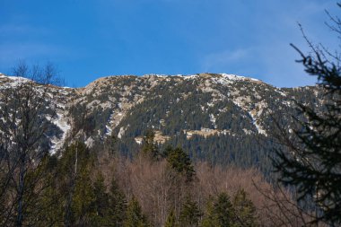 Kayalık yamaçlarda her yer yemyeşil ve açık mavi gökyüzünün altında huş ağaçları.