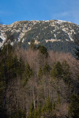 Kayalık yamaçlarda her yer yemyeşil ve açık mavi gökyüzünün altında huş ağaçları.