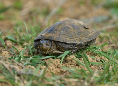 Kaplumbağa kısmen çimenli zeminde, kabuğunda saklı.