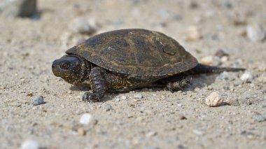 Kaplumbağa doğal ortamda kumlu zeminde sürünüyor.