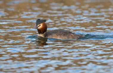 Dalgalanan bir gölde ibiği yükselmiş büyük bir ibikli yağ tabakası.