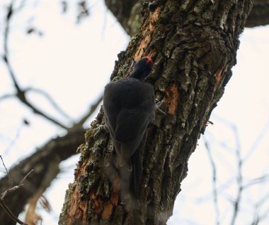 Kara ağaçkakan ormanda bir ağaç gövdesine tutunuyor.