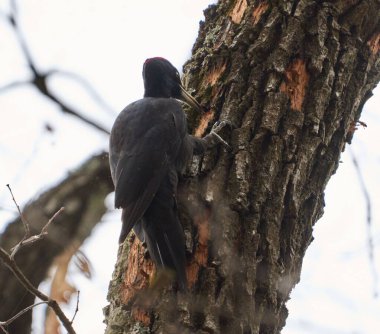 Kara ağaçkakan ormanda bir ağaç gövdesine tutunuyor.