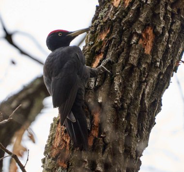 Kara ağaçkakan ormanda bir ağaç gövdesine tutunuyor.