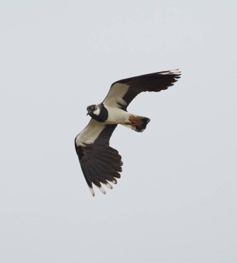 Kanatlarını çırparak gökyüzünde süzülen kuzey kanatları 